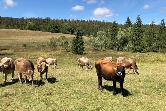 Troupeau de vaches en plaine