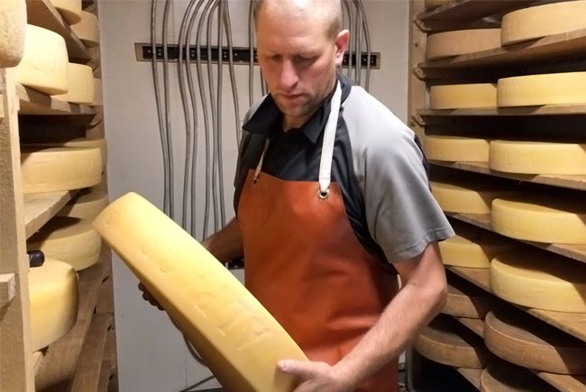 Entretien journalier des meules de fromages dans la cave