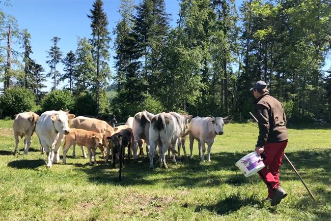 Entretien des vaches à l'alpage